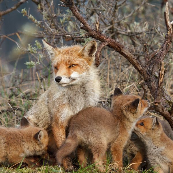 малки лисичета