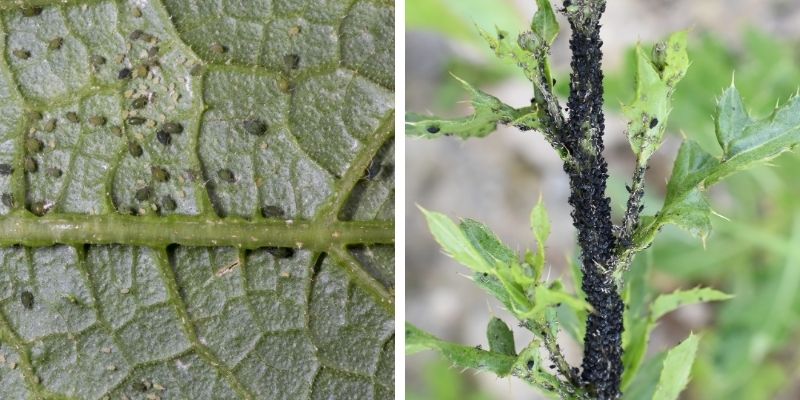 видове листни въшки
