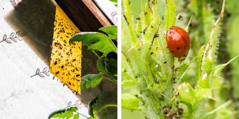 листни въшки превенция