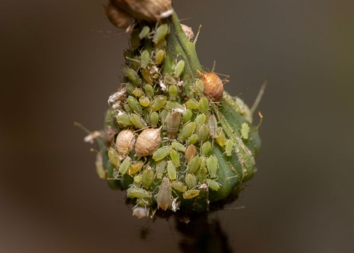 яйца листни въшки