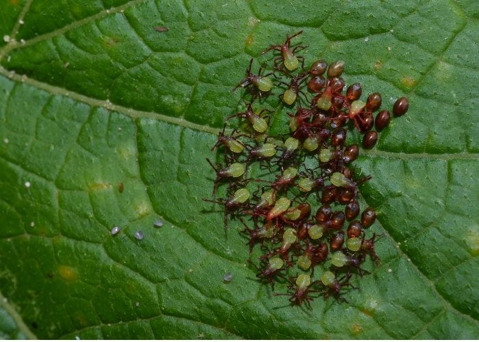 миризливки размножаване