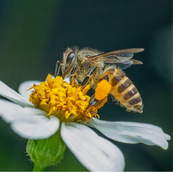 пчела събира цветен прашец