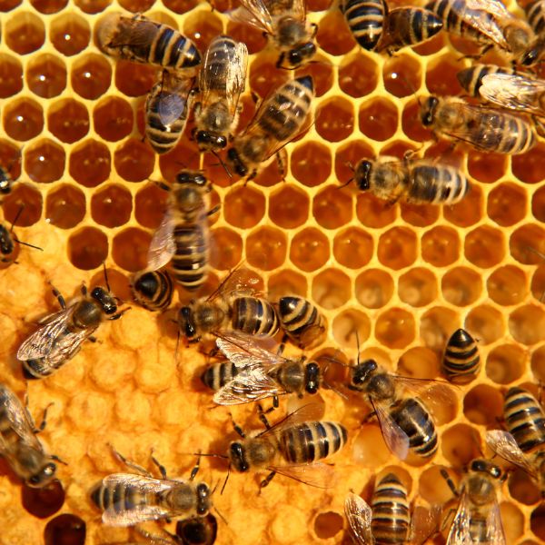 восъчна пита с мед от пчели