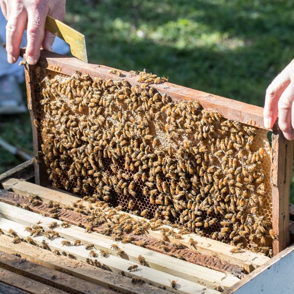 пчелна пита с мед в кошер