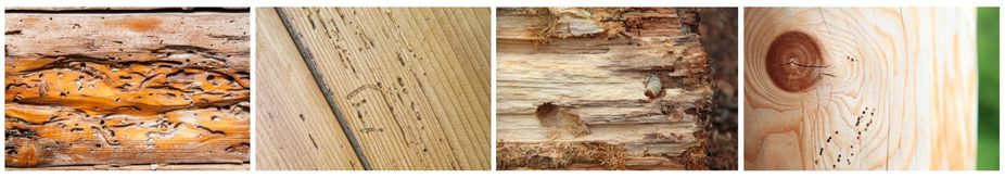 дървояди местообитания