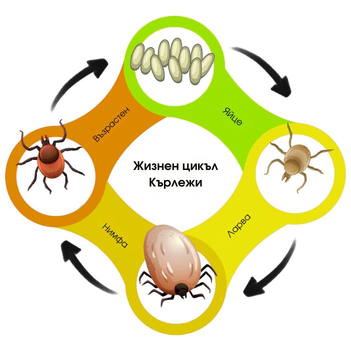 Жизнен цикъл на кърлежите