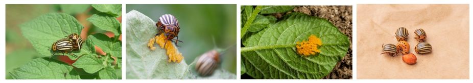 размножаване колорадски бръмбар