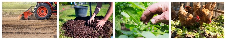 превенция колорадски бръмбар