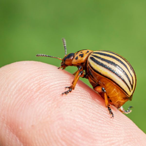 колораски бръмбар