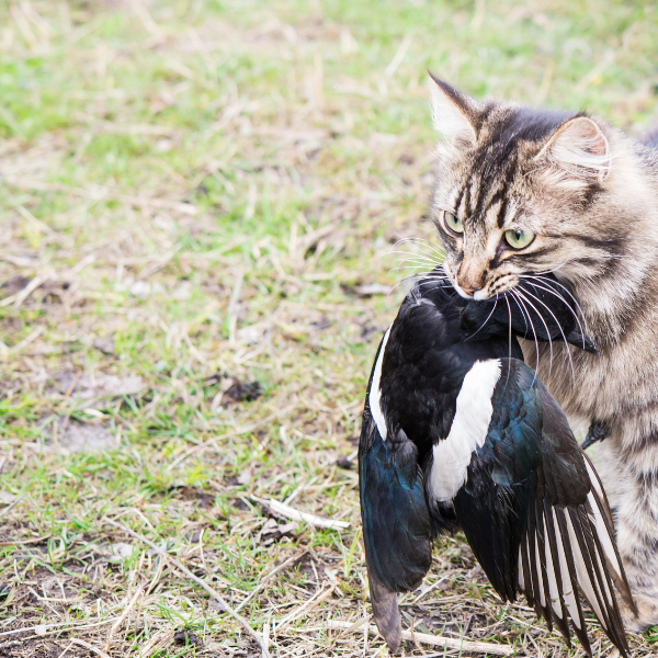 котка с птица