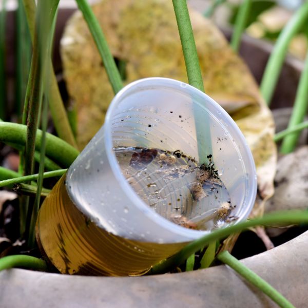 размножаване комари