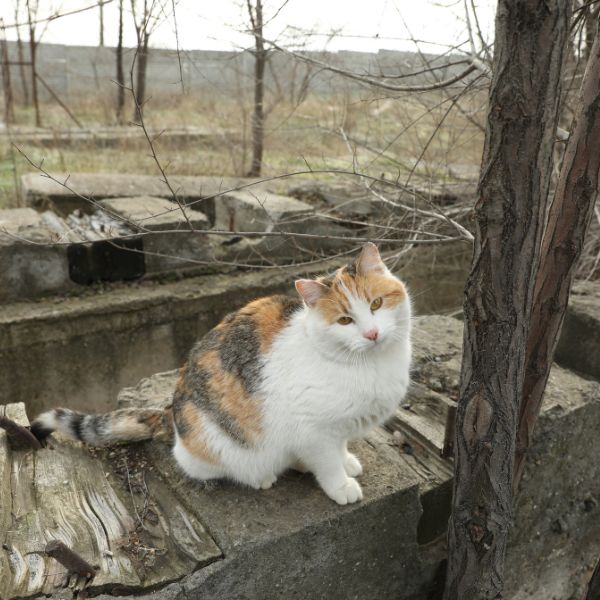 безздомна котка