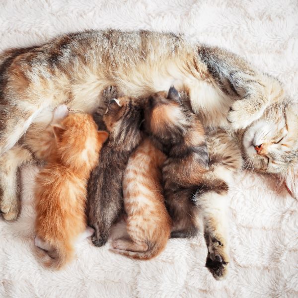 котило котка