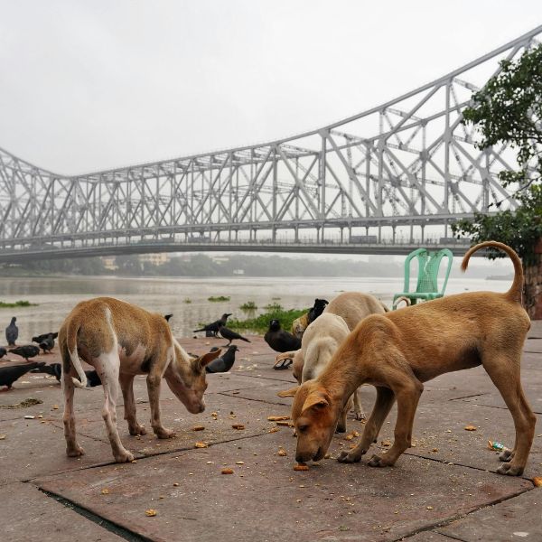 бездомни кучета
