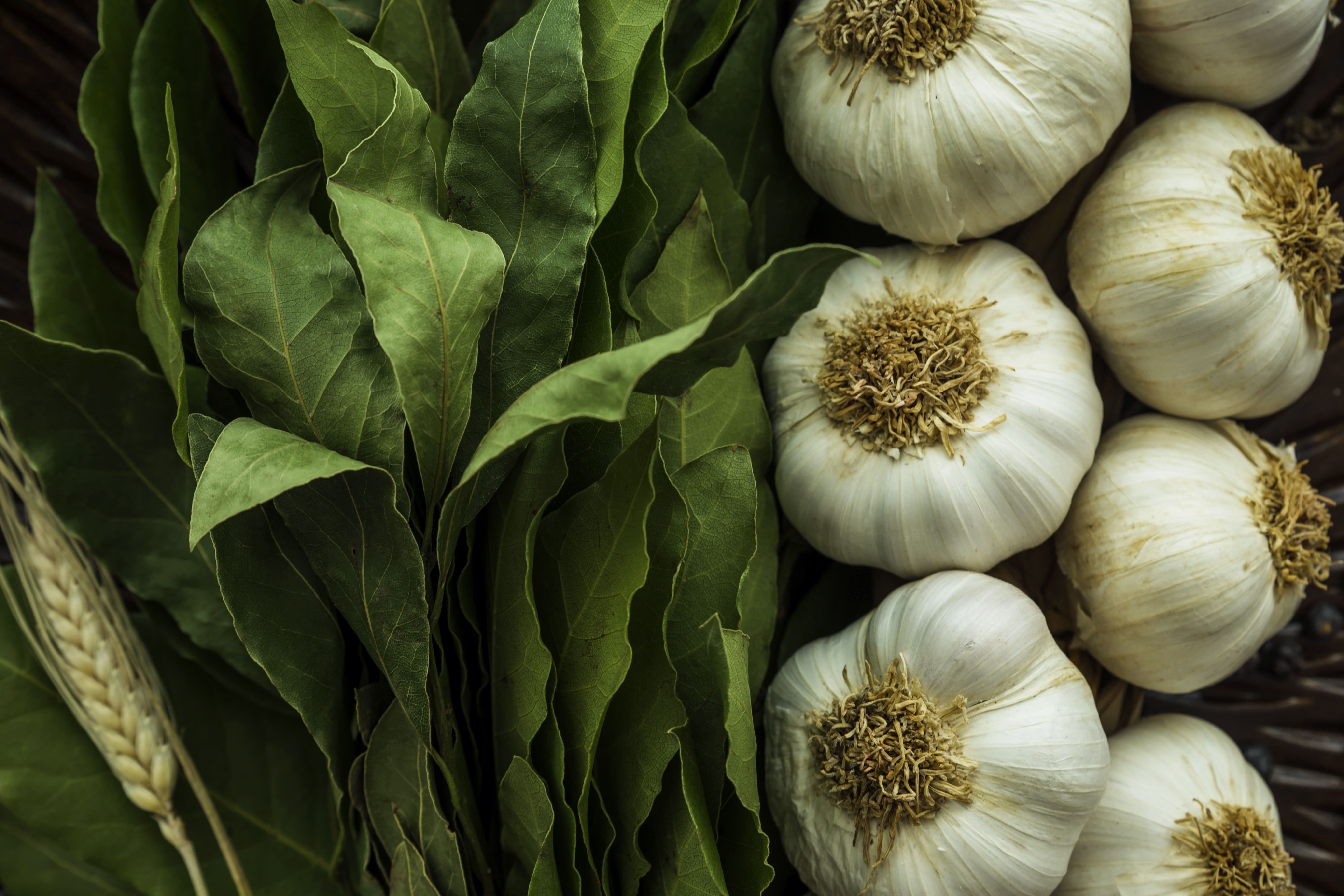 вредители по чесъна