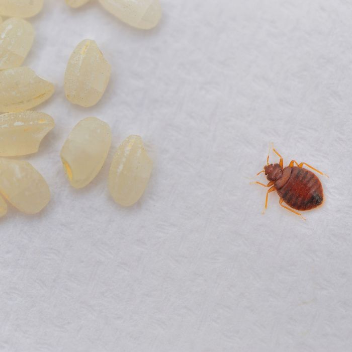 как да разпознаем наличието на дървеници