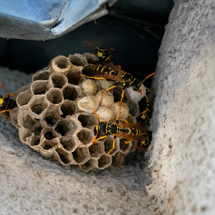  Хартиена оса (Polistes dominula) Гнездо