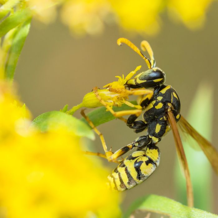 Хартиена оса (Polistes dominula)