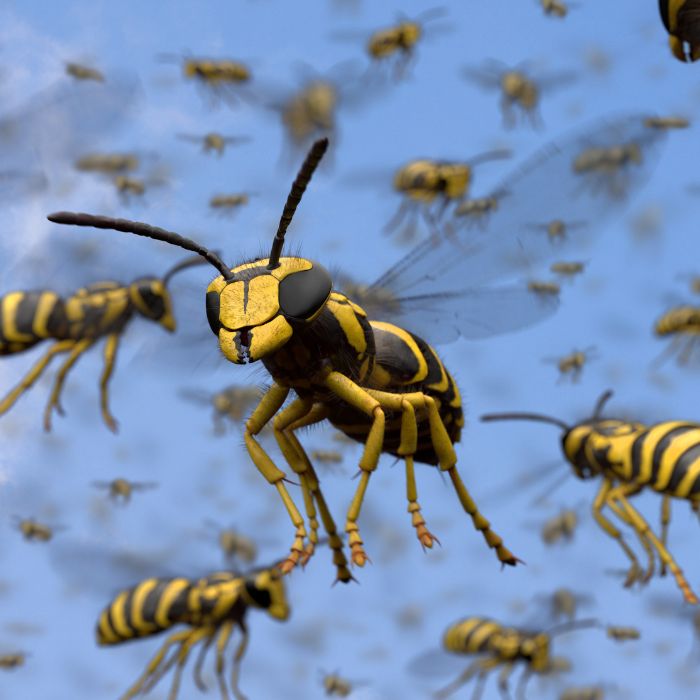 Обикновена оса (Vespula vulgaris) Период на активност: