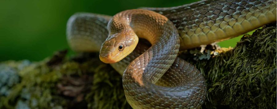 Отровна змия ли е смокът>>защита на двора и градината>>уреди и препарати срещу змии