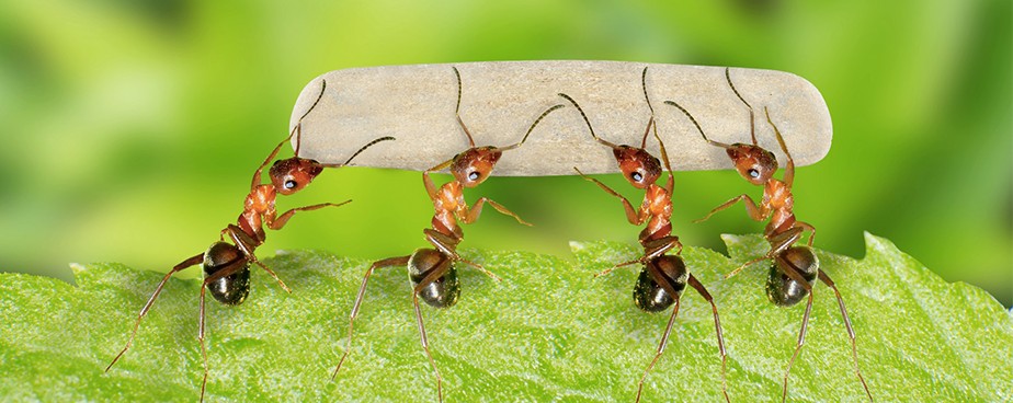 Какво да направим за да се отървем от мравки