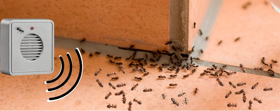 Ефективни решения против мравки 