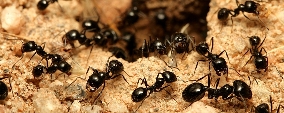 Как да се защитим от мравки с препарати срещу тях