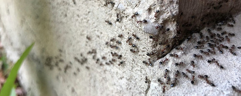 Ефективни решения за борба с мравки