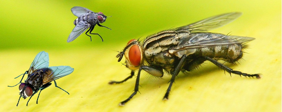 Ефективни методи за решаване на проблеми с мухи