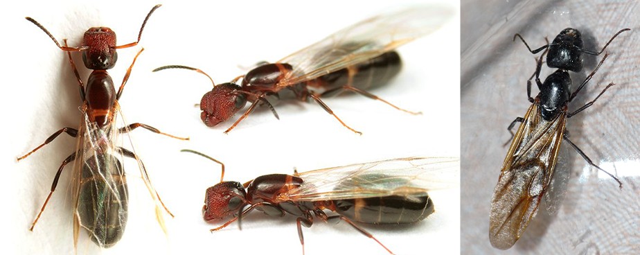 борба с летящи мравки>>отрова за мравки>>ефективна защиота