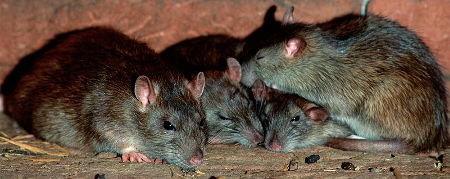 Какво трябва да правим когато залагаме отрова за мишки плъхове и гризачи