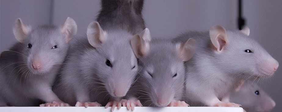 Как работят уредите против мишки и плъхове