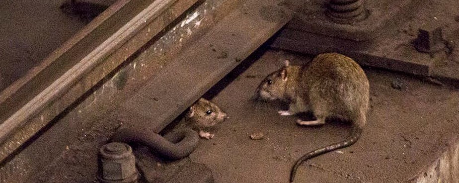 Какво трябва да знаем когато разполагаме уред срещу мишки и плъхове