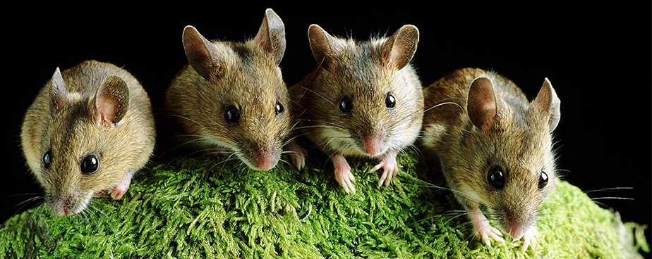 Как работят уредите против мишки, плъхове и гризачи, и как да ги използваме