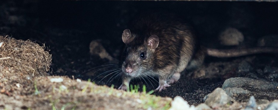 Ефективни ли са електронните капани за мишки и плъхове