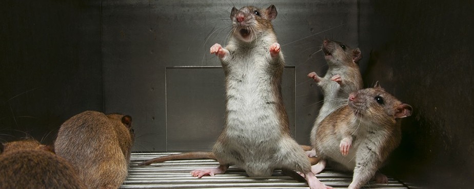 Какви отблъскващи препарати срещу мишки, плъхове и гризачи да използваме и колко ефективни са те?
