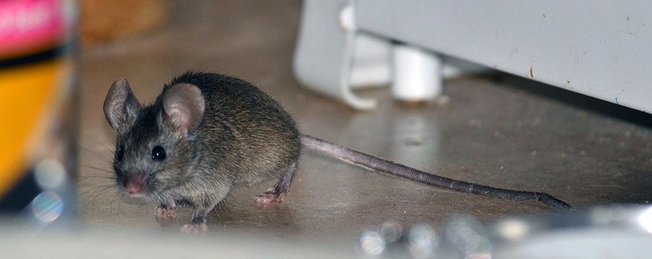 Колко ефективни са уредите срещу мишки, плъхове и гризачи и как работят те?