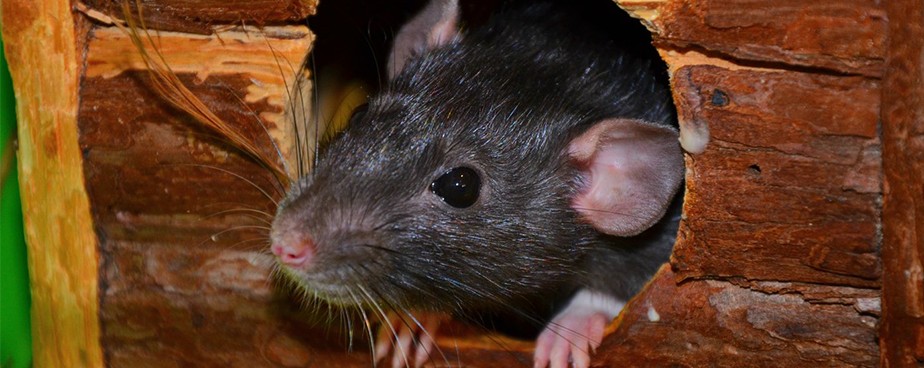 Как да разположим леплив капан срещу мишки и плъхове