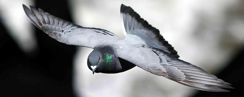 Ефективни начини за прогонване на гълъби и нежелани птици - Част 1