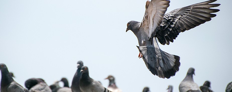 Ефективни начини за прогонване на гълъби и нежелани птици - Част 2