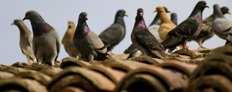 Защита на дома от гълъби и нежелани птици чрез шипове