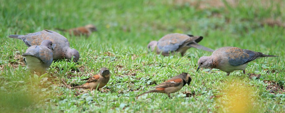Ефективна защита от гълъби и птици чрез плащила