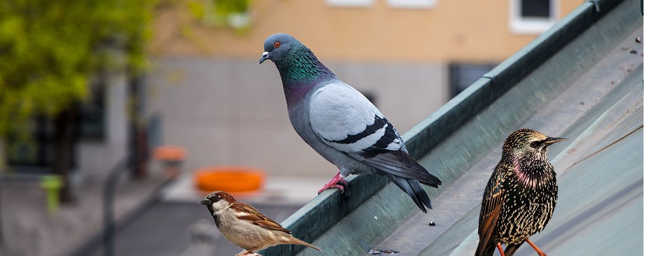 Как да се справим с прогонването на птици от имота ни