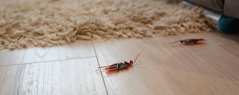 Какъв е жизненият цикъл на хлебарките?