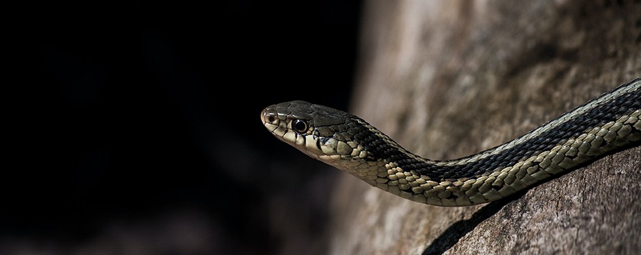 Ефективни методи за защита от змии и влечуги