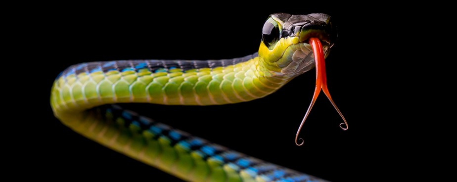 Какви препарати да използваме срещу змии и гущери и ефективни ли са те?