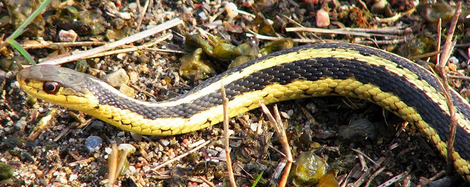 Ефективни методи за защита на двора и градината от от змии и гущери 