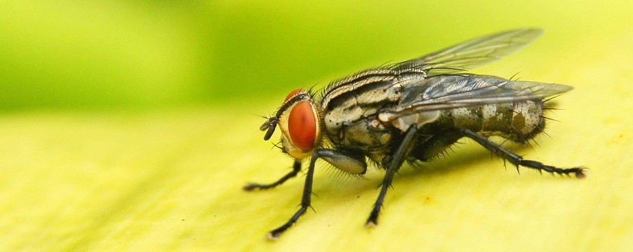 Какви болести се предават от мухите?
