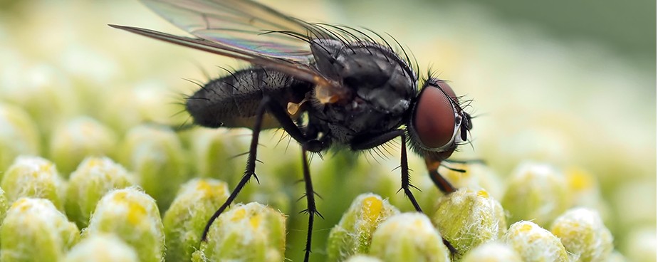Факти за мухите и какво трябва да знаем за тях