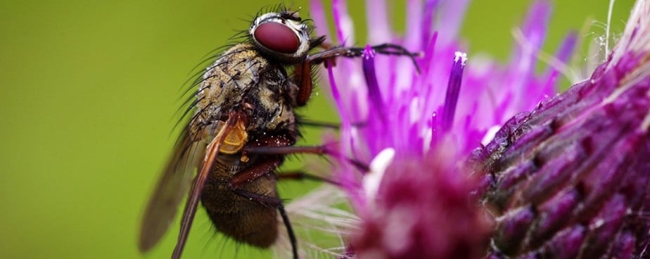 Ефективни методи за борба с мухи